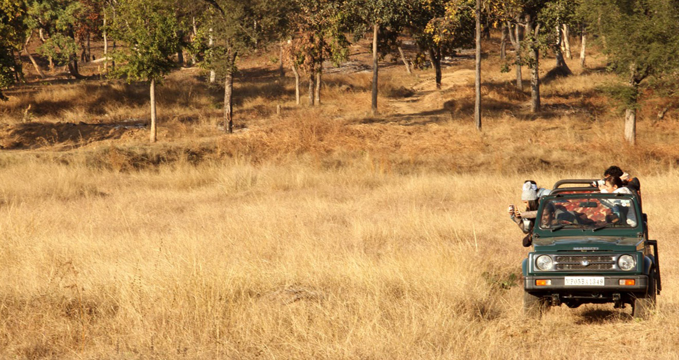 Jungle Safari